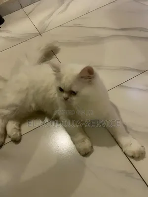 6-12 months Male Purebred Persian