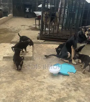 1-3 months Male Purebred German Shepherd