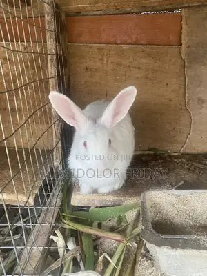Rabbit for Sell