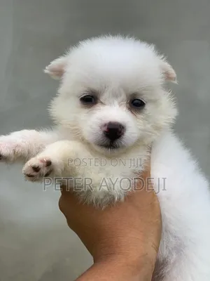 1-3 months Female Purebred American Eskimo
