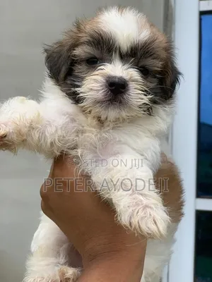 1-3 months Female Purebred Lhasa Apso