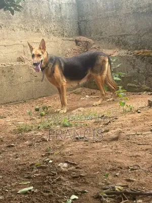 1+ year Female Purebred German Shepherd