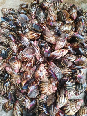 Hybrid Point of Lay Snails for Rearing