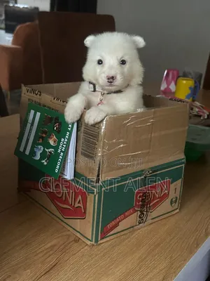 0-1 month Male Purebred American Eskimo