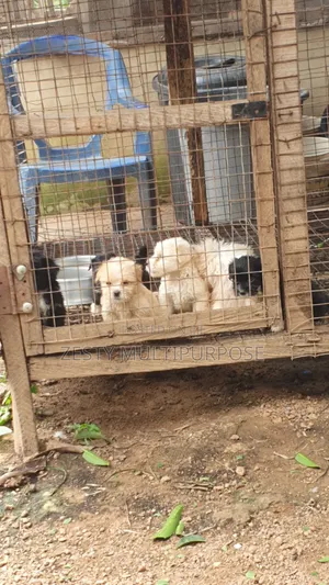 0-1 month Female Purebred Lhasa Apso