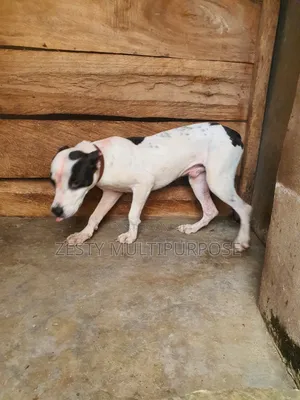 3-6 months Male Purebred American Pit Bull Terrier