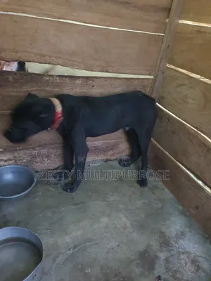 3-6 months Male Purebred Cane Corso