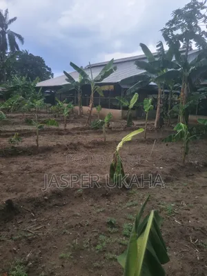 Hybrid Plantain  Suckers