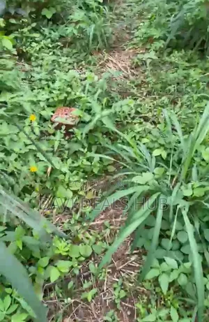 100ft by 100ft Plot of Land