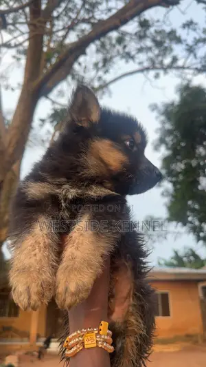 1-3 months Male Purebred German Shepherd