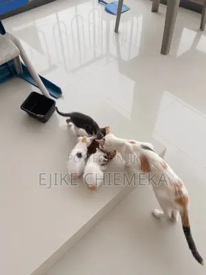 1-3 months Female Mixed Breed American Shorthair