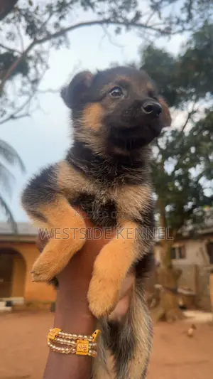 1-3 months Female Purebred German Shepherd