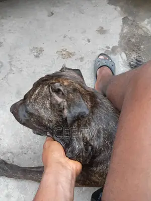 1+ year Male Purebred Boerboel