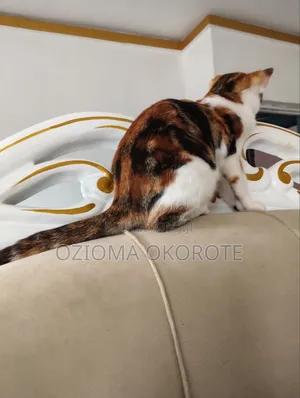 3-6 months Female Mixed Breed Cat