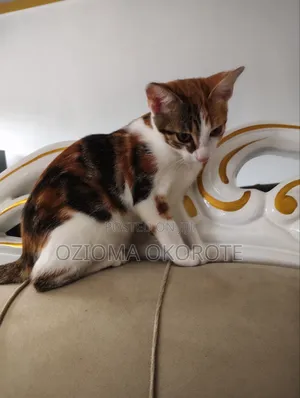 3-6 months Female Mixed Breed Cat