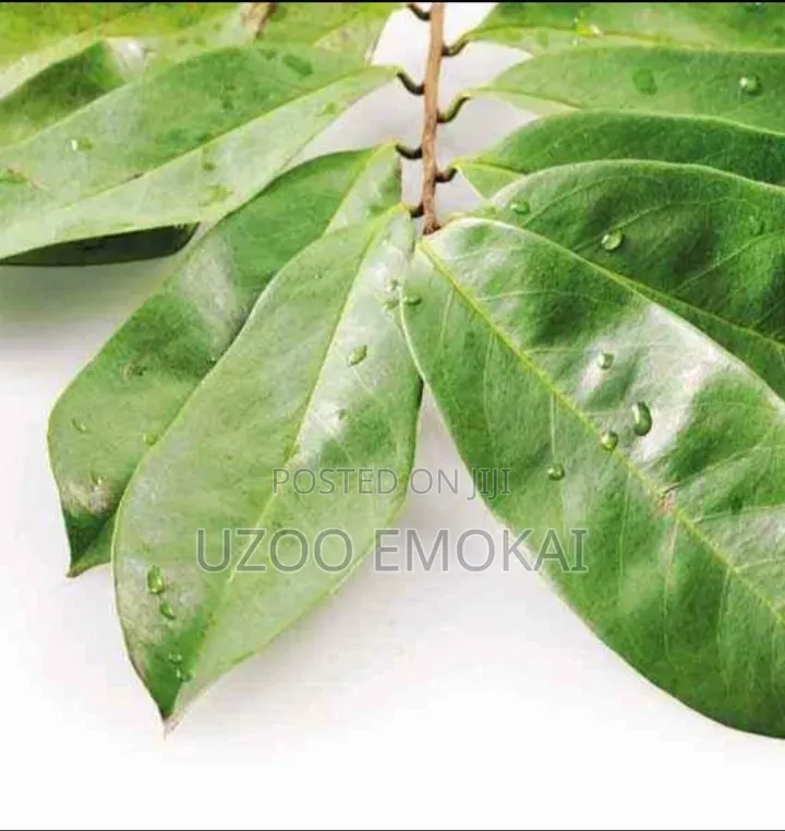 Fresh Soursop Leaves