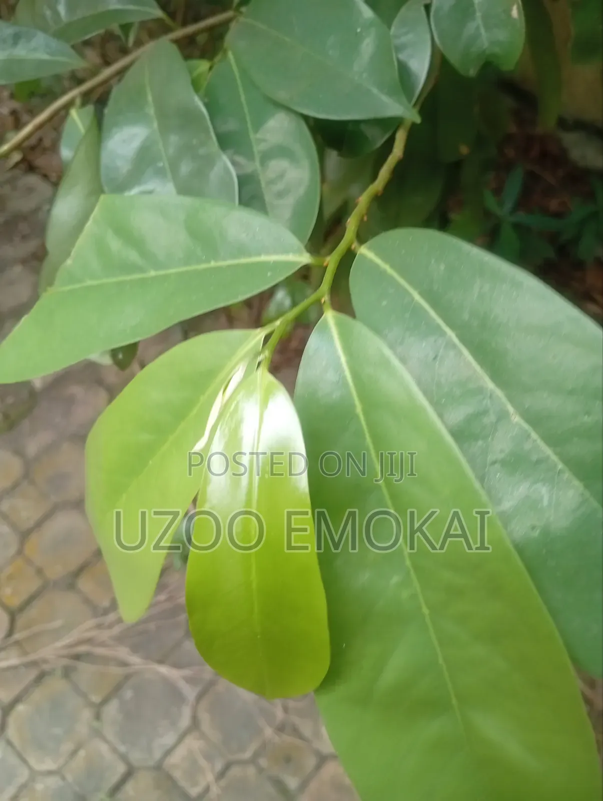 Fresh Soursop Leaves