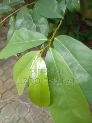 Fresh Soursop Leaves
