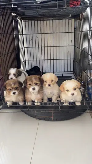 1-3 months Male Purebred Lhasa Apso
