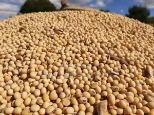 Quality Soyabeans Available