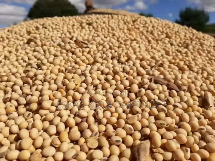Quality Soyabeans Available