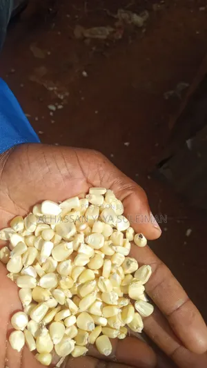 Clean Maize