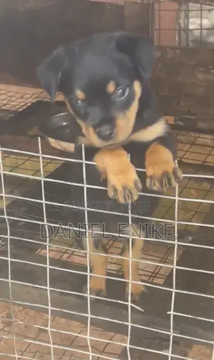1-3 months Female Purebred Rottweiler