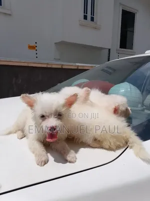 0-1 month Male Purebred American Eskimo