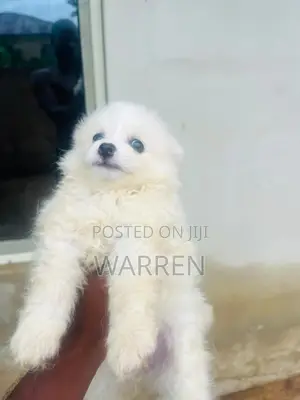 0-1 month Male Purebred American Eskimo