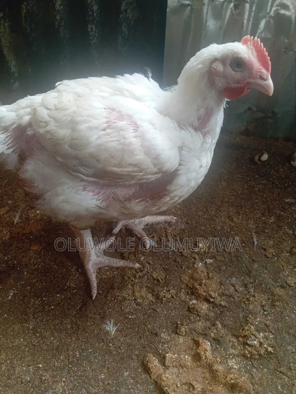 Broiler Chicken 🐔