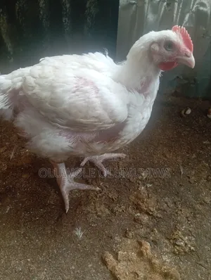Broiler Chicken 🐔