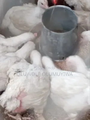 Broiler Chicken 🐔