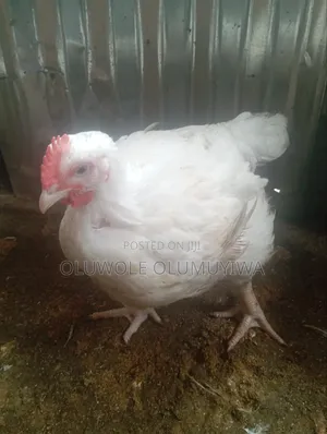 Broiler Chicken 🐔