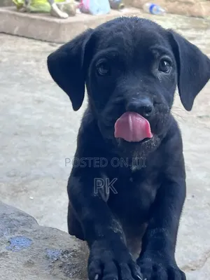 1-3 months Male Purebred Cane Corso