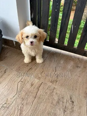 1-3 months Male Purebred Lhasa Apso