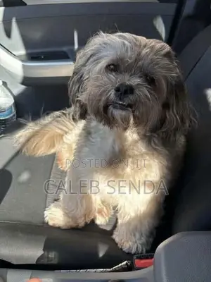 1+ year Female Mixed Breed Lhasa Apso