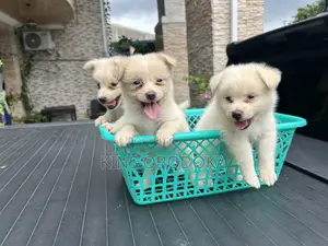 1-3 months Male Purebred American Eskimo
