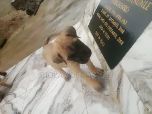 1-3 months Female Purebred Boerboel