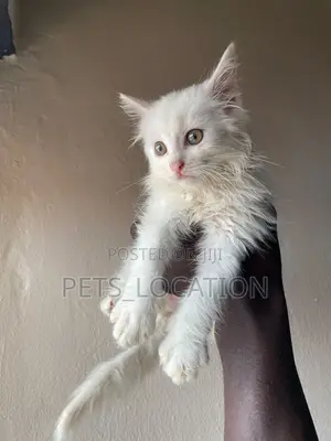 1-3 months Female Purebred Persian