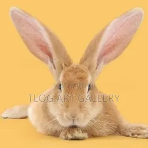 Flemish Giants Rabbit Available