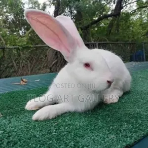 Flemish Giants Rabbit Available
