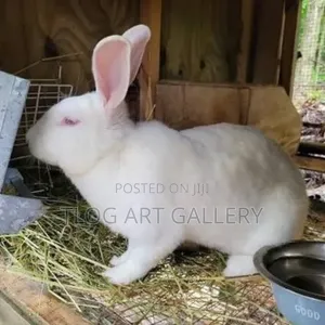 Flemish Giants Rabbit Available