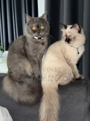 1-3 months Male Purebred Persian