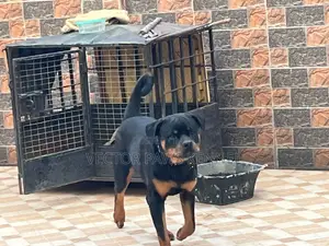 6-12 months Male Purebred Rottweiler