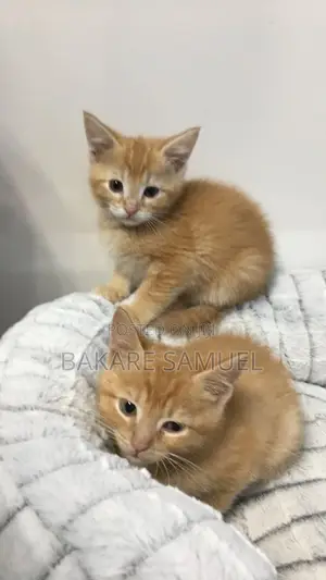 1-3 months Female Purebred American Shorthair