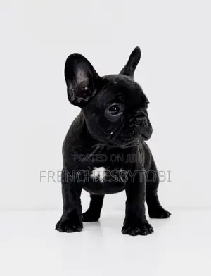 1-3 months Male Purebred French Bulldog