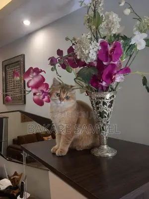 6-12 months Male Purebred British Shorthair