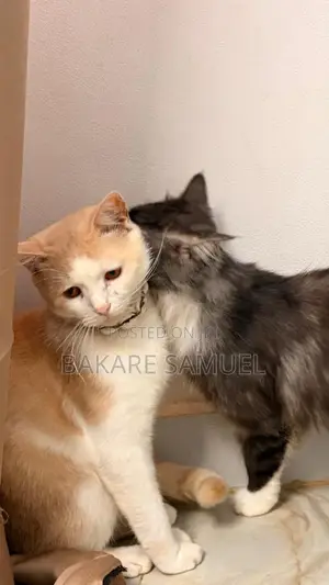 6-12 months Male Purebred American Shorthair