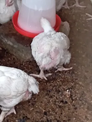 Broiler Chicken 🐔