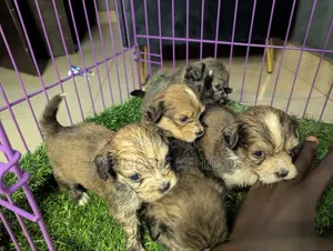 1-3 months Female Purebred Lhasa Apso